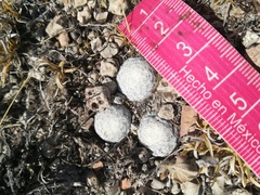 Mammillaria albiflora