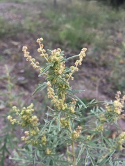 Ambrosia confertiflora