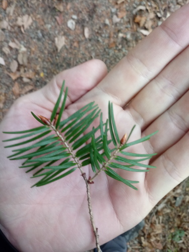 Pseudotsuga japonica iNat (1)