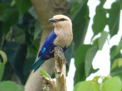 Coracias cyanogaster