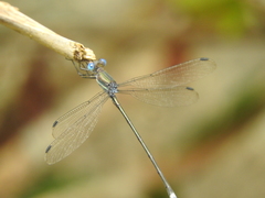 Archilestes