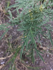 Ambrosia confertiflora