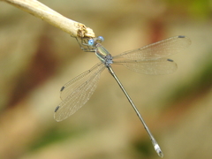 Archilestes