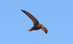 Bradfield's Swift photo 3