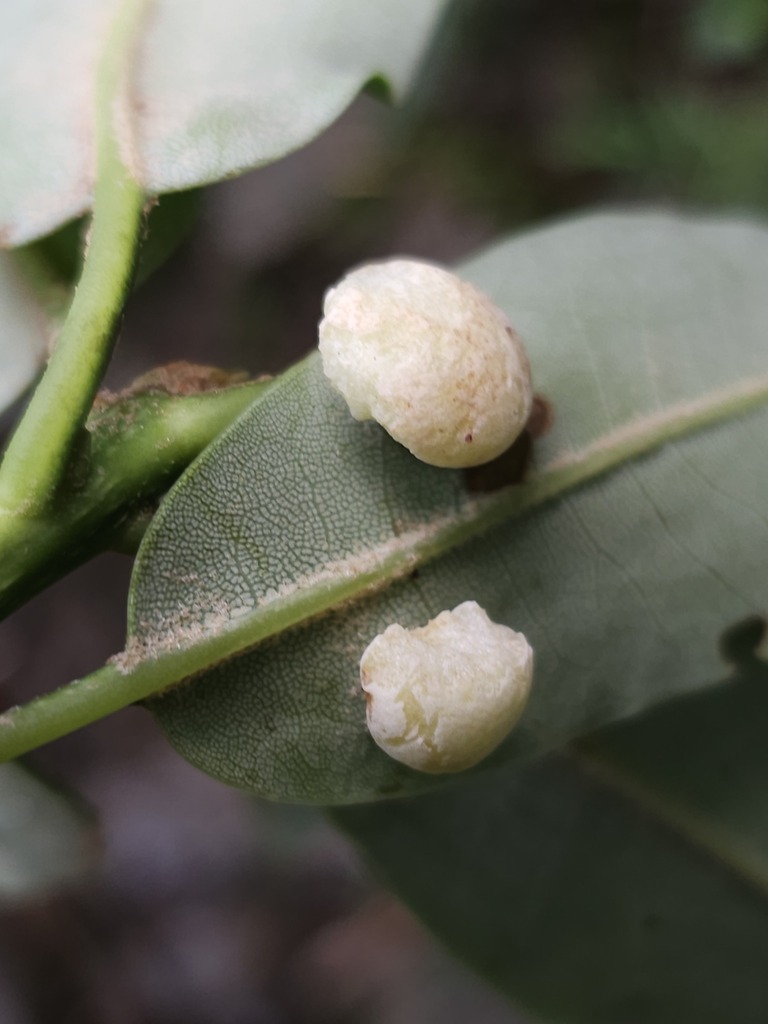 Exobasidium hemisphaericum
