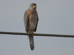 Accipiter badius