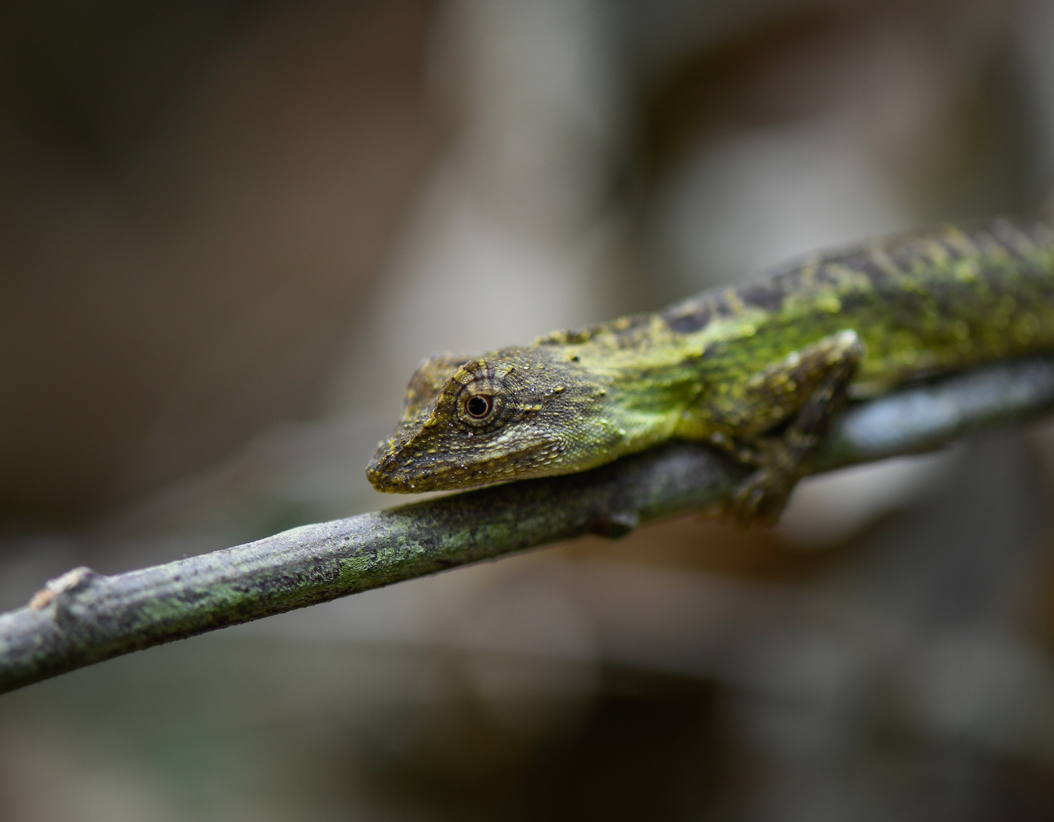Tongbiguan fan‐throated lizard”, Ptyctolaemus tongbiguanensis