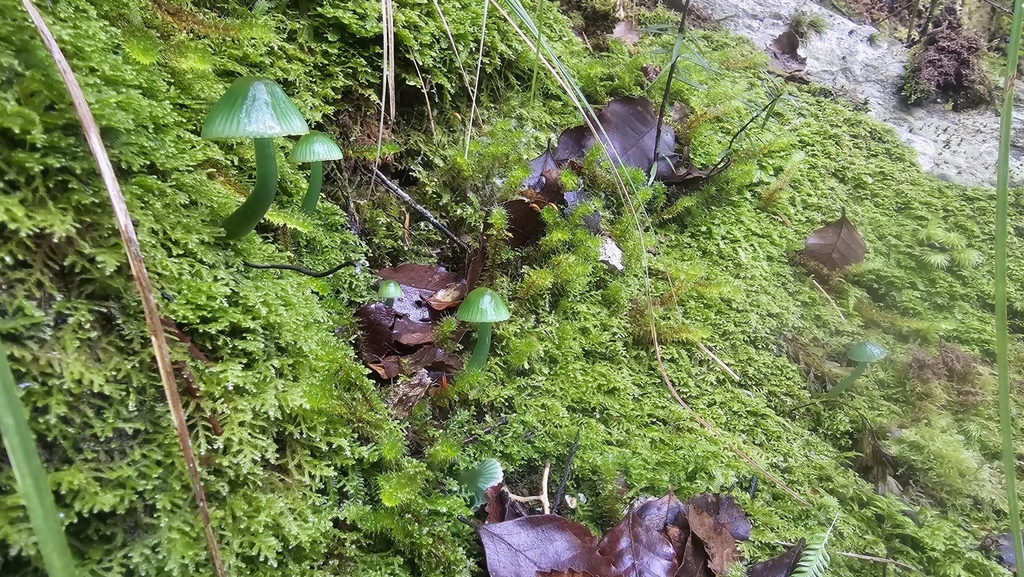 Gliophorus viridis · August 2025 · photo: © henryahh (iNaturalist, cc0)