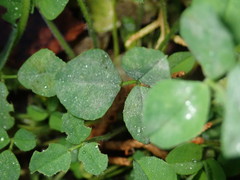 Erysiphe trifoliorum