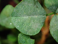Erysiphe trifoliorum