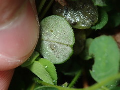 Erysiphe trifoliorum