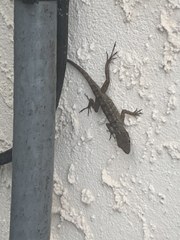 Anolis sagrei