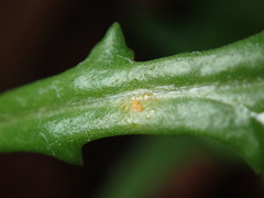 Puccinia lagenophorae