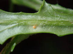 Puccinia lagenophorae