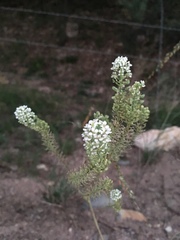 Lepidium thurberi