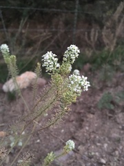 Lepidium thurberi