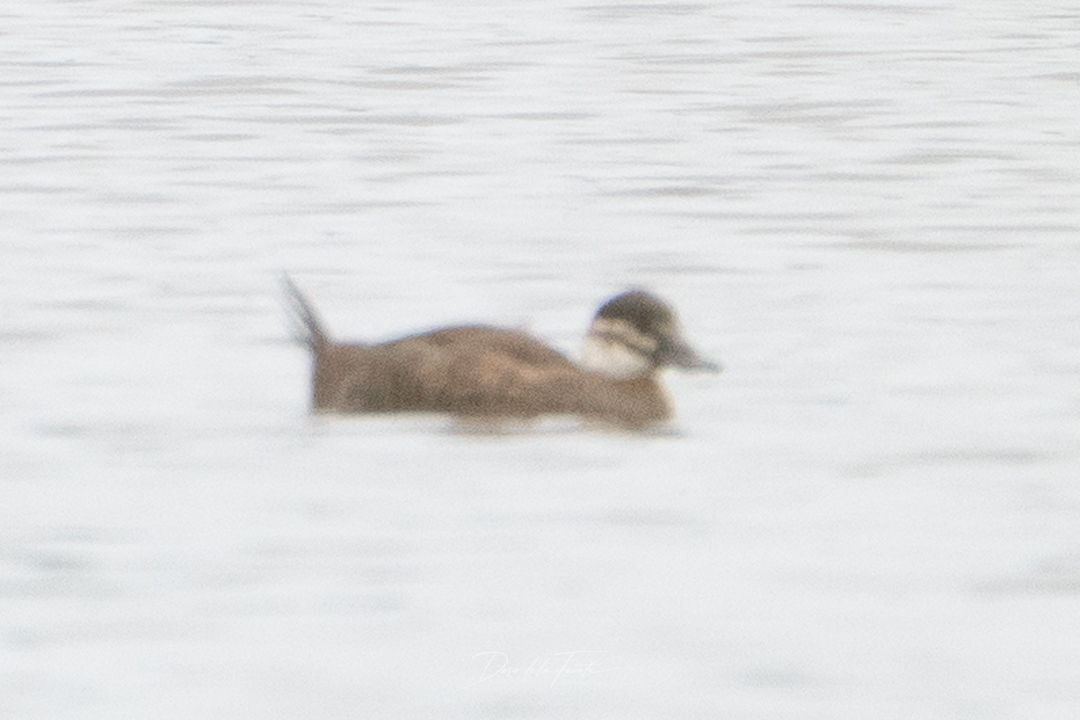 Maccoa Duck (Oxyura maccoa), photo 5