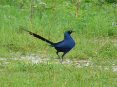 Lamprotornis caudatus