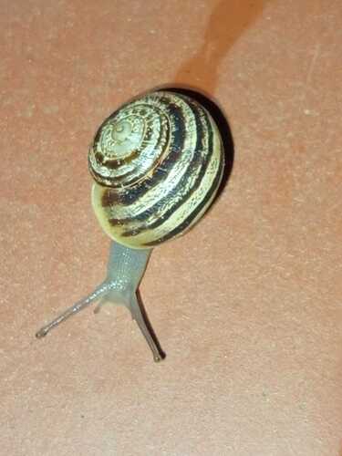 Eobania vermiculata