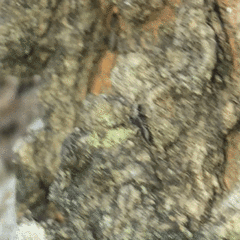 Cheliferoides segmentatus