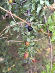 Condalia correllii