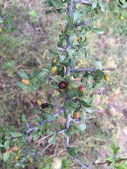 Condalia correllii