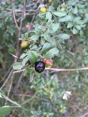 Condalia correllii