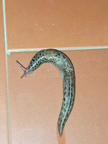 Limax maximus