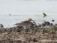 Burhinus senegalensis