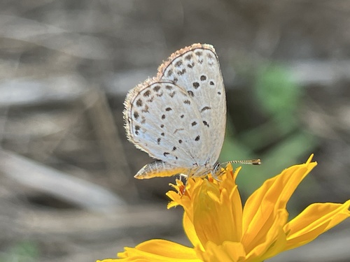 Pale Grass Blue