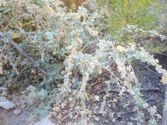 Malacothamnus davidsonii