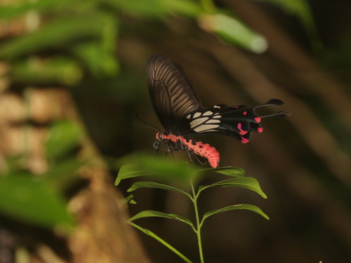 Photo of Red Marked Clubtail (Losaria doubledayi)