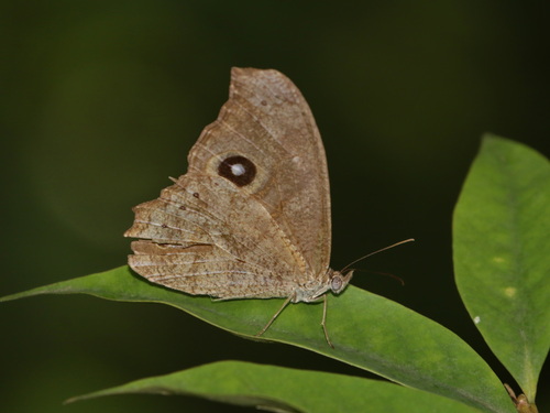 Erites falcipennis