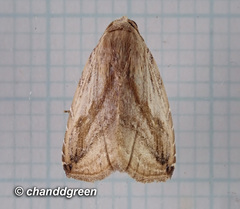 Rivula striatura