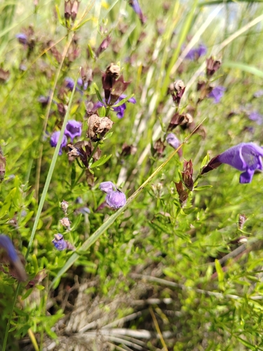 Dracocephalum peregrinum, photograph 5