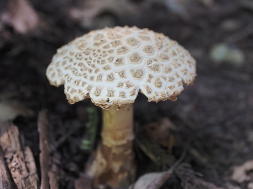 Amanita hongoi