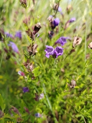 Dracocephalum peregrinum, photograph (c) Ульяна Ярцева, some rights reserved (CC BY)
