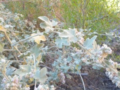 Malacothamnus davidsonii