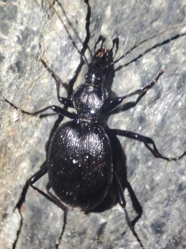 セダカオサムシ属 (属 Cychrus) · iNaturalist