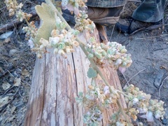 Malacothamnus davidsonii