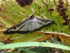 Cydalima perspectalis