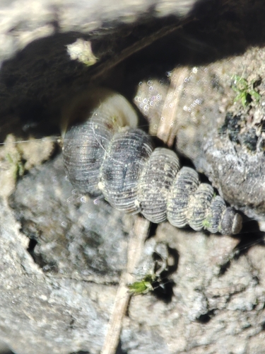 Cochlostoma porroi gredleri
