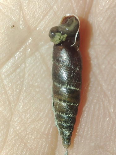 Charpentieria itala