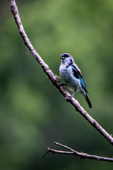 Azure-Rumped Tanager photo 3