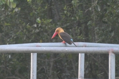 Pelargopsis amauroptera