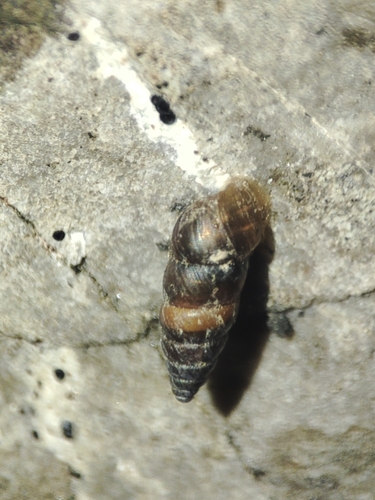 Chondrina megacheilos avenoides