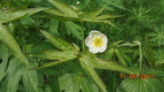 Anemonastrum dichotomum