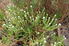 Metalasia pulchella