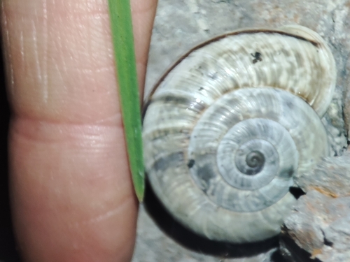 Chilostoma nisorium nisorium