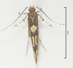 Pyroderces apparitella